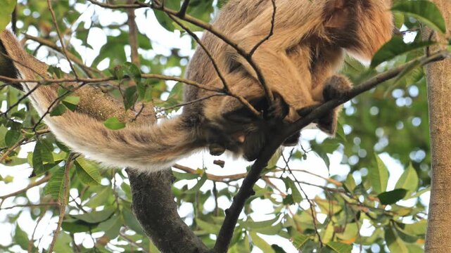 howler monkey,  monkey is defecating, close up, monkey on tree, Alouatta caraya, female, South Wild Lodge, Pantanal, Mato Grosso, Brazil, slow motion, defecate