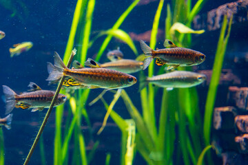 Underwater photograph of a group of small tropical freshwater fish swimming among tall green aquatic plants in an aquarium © gyana08