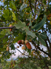 Close-up of a healthy oak tree branch with multiple acorns and vibrant green leaves, set in a natural forest environment. © stanhert
