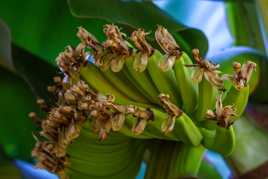 Green banana bunch with dried flowers and broad leaves in tropical garden, showing developing fruit and natural botanical detail in close up