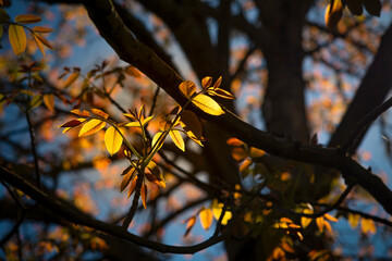 Tree branch adorned with vibrant, luminous glowing autumn leaves, bathed in warm, golden light of a sunset. Leaves are a striking yellow-orange. © beachfront