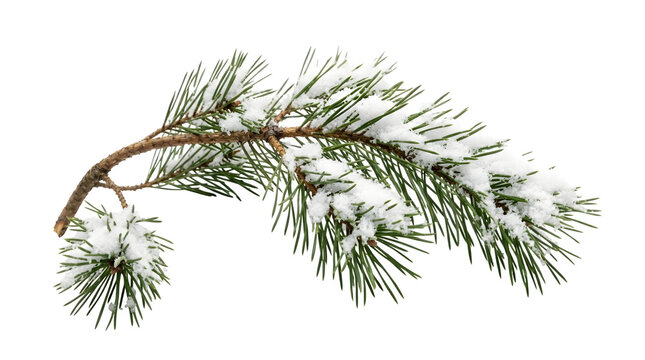 A pine tree branch covered in fresh white snow isolated on transparent background