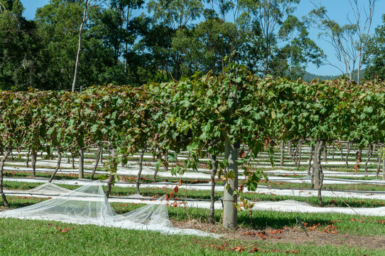 Australian vineyard with green grape leaves, cultivated vines and white protective nets spread beneath the rows