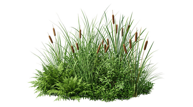 Green Reeds and Cattails Bush Isolated on White Background
Clump of Wild Grass With Bulrush Plants on White Background
Lush Green Cattail Reeds Cutout on White
Wild Marsh Grass and Typha Plants Isolat
