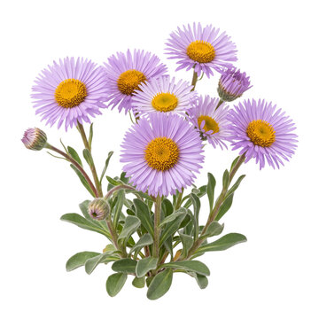 Coastal daisy erigeron glaucus pale purple daisy like blooms isolated on transparent background beautiful fresh spring perennial flower arrangement studio cut out shoot