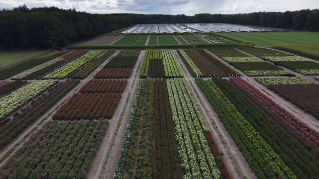 Aerial landscape view of a blooming dahlia farm, drone flying high along straight flower rows