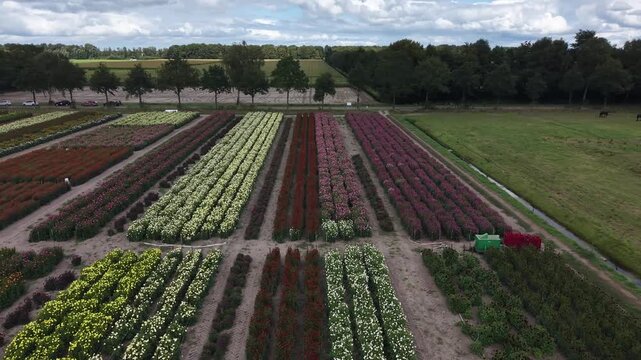 High altitude aerial drone shot flying forward over straight rows of a colorful dahlia field