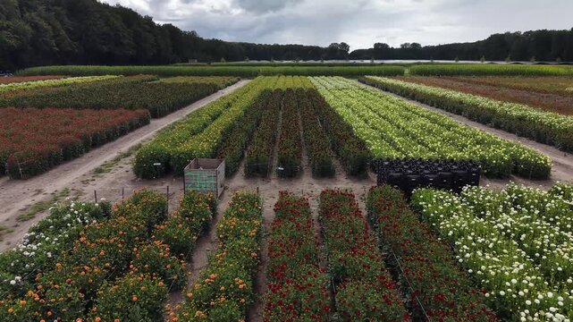 Drone flying low forward along agricultural crop lines of a blooming dahlia field for flower parades