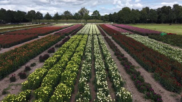 Aerial low angle drone shot flying sideways over a colorful dahlia flower field in the Netherlands