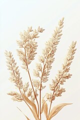 Fototapeta premium A Gentle Botanical Watercolor Painting Depicting Stems Of Golden Wheat Grass On A White Background.