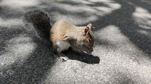 Squirrel eating human junk food. Squirrel hiding behind leafs