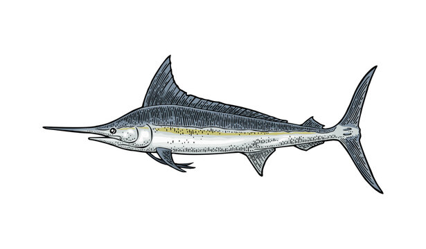 Marlin illustration color engraving hand drawn vintage style isolated on white background. Black and white vector clip art of ocean predator fish