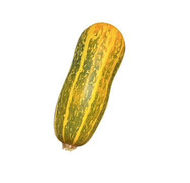 An elongated yellow-green zucchini isolated on a transparent background.