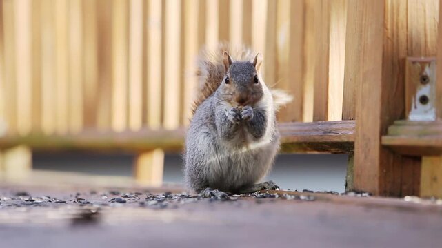 An Eastern Gray Squirrel (Sciurus carolinensis) on a wooden deck eating sunflower seeds