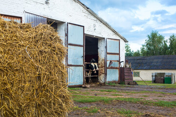 Modern livestock barn with open doors revealing cows inside, surrounded by hay bales and green grass in a rural agricultural setting © Krystsina