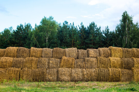 Stacked hay bales arranged in neat rows on a green field with a backdrop of dense coniferous trees under a clear blue sky in a rural landscape