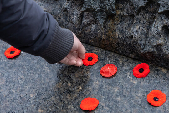 Hand placing red poppy flower at war memorial on Remembrance Day in Ottawa, Canada.