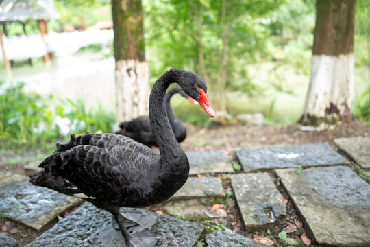 A graceful black swan with a striking red beak stands on wet stepping stones near a tranquil pond, with a softly blurred background showcasing lush green park trees.