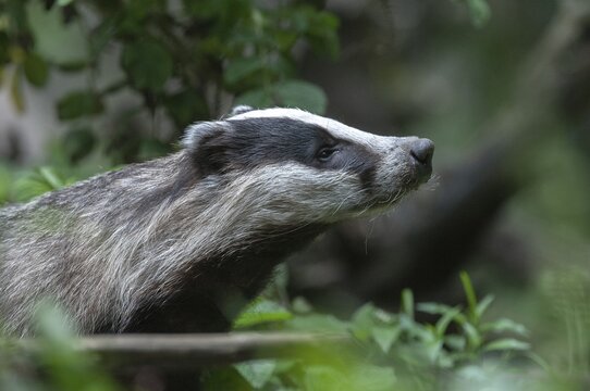 Badgers, carnivora, badgers, European badgers, meles meles, predators, mammals, raptors, mammals