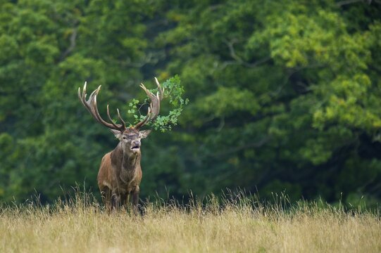 Tube transmitter red deer ( Cervus elaphus) with branch in antlers in the rut, Klamptenborg, Copenhagen, Denmark