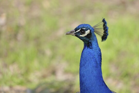Indian peafowl (Pavo cristatus), portrait, captive, North Rhine-Westphalia, Germany