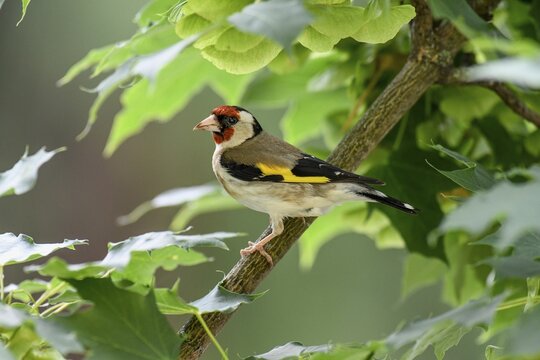 European goldfinch or (Carduelis carduelis) sitting on a branch, Baden-W&uuml;rttemberg, Germany