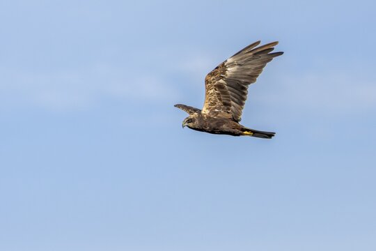 A female marsh harrier (Circus aeruginosus) foraging over a reed belt, unlike many other raptor species, the sexes can be easily distinguished, Hunting, Denmark