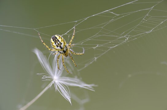 Arachnida, Cricket Bat Orb Weaver, Lined Orb Weaver, Mangora Acalypha, Spider, Spider