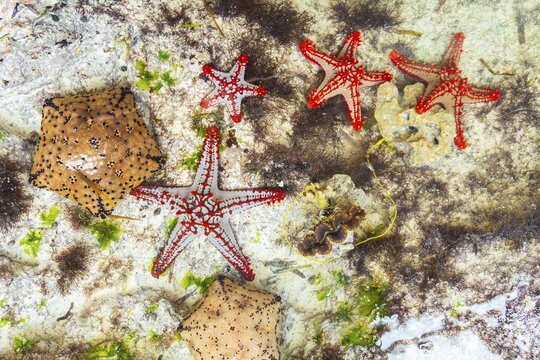 Multiple red-knobbed starfish (Protoreaster linckii) displaying various vibrant colors and patterns in shallow tropical water. Top down view over sand and seagrass in Zanzibar