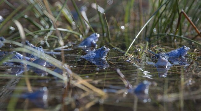 Moor frog, moor frog, rana arvalis, amphibians, amphibians, courtship behavior, courtship display, frog, frogs, amphibians