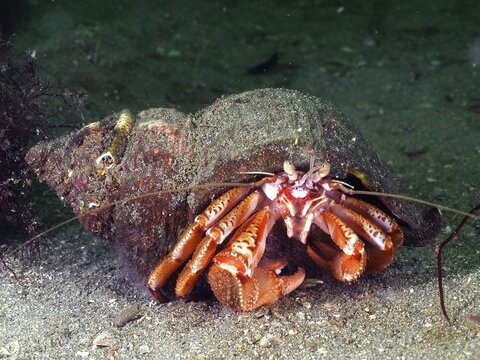 Striped hermit crab (Pagurus anachoretus) crawling on the seabed with its shell. Dive site Rinvyle, Co. Galway, Irish Sea, North Atlantic, Ireland