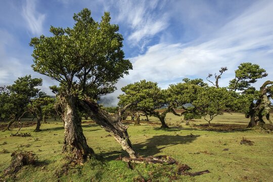 Laurel trees overgrown with moss and plants, old laurel forest (Laurisilva), stinkwood (Ocotea foetens), UNESCO World Heritage Site, Fanal, Madeira, Portugal