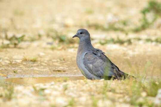 Columba oenas, hollow dove, stock pigeon, birds, columbidae, doves, adolescent, juvenile, doves, birds
