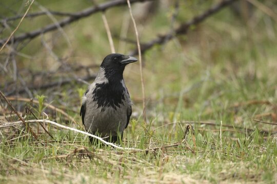 Hooded Crow (Corvus cornix) Lapland, Northern Norway, Scandinavia