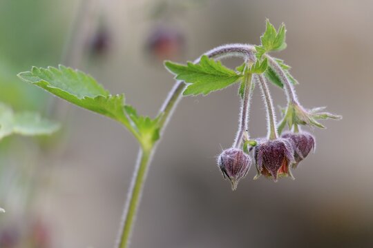 Bach clovewort (Geum rivale), flower, flowering, Ellerstadt, Germany