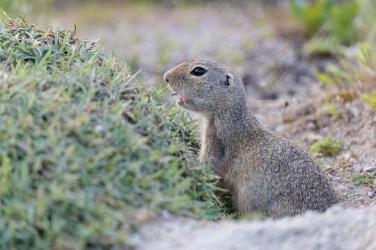 A fully grown ground squirrel (Spermophilus citellus) sits on gravel next to green vegetation on a sunny day in hilly terrain. Austria