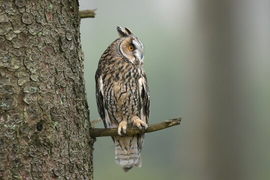 Long-eared owl (Asio otus), sitting on a branch, Czech Republic