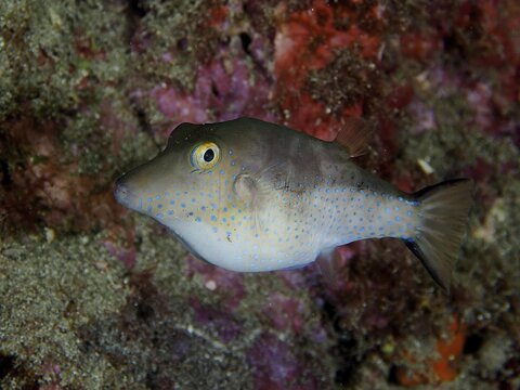 A colourful fish with conspicuous spots, pointed head pufferfish (Canthigaster rostrata), under water against a colourful background. Dive site El Cabron Marine Reserve, Arinaga, Gran Canaria, Spain, Atlantic Ocean