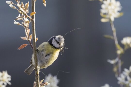 Blue tit (Parus caeruleus) with nesting material in beak, Hesse, Germany