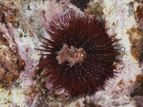 Red-brown rock urchin (Paracentrotus lividus), sea urchin, on a rocky ground in the Mediterranean near Hy&egrave;res, Giens peninsula diving site, Porquerolles, Provence, C&ocirc;te d'Azur, France