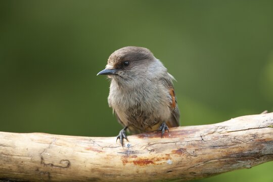 Siberian jay (Perisoreus infaustus) adult bird on a tree branch, Suomussalmi, Karelia, Finland