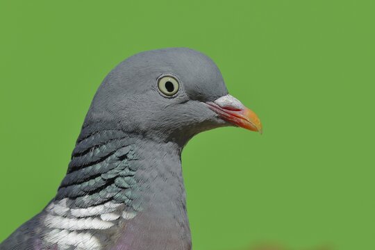 Common wood pigeon (Columba palumbus), animal portrait, Wilnsdorf, North Rhine-Westphalia, Germany