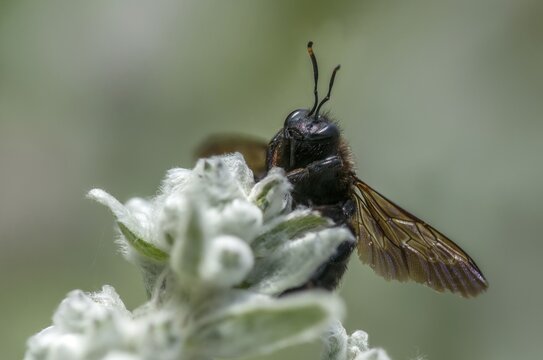 Apidae, bees, blue wood bee, large wood bee, hymenoptera, violet-winged wood bee, xylocopa violacea, insects, insects, violet carpenter bee