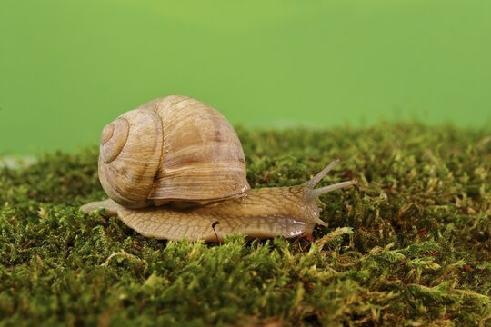 Burgundy snail (Helix pomatia) on moss, North Rhine-Westphalia, Germany