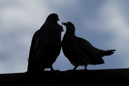 Wood pigeon (Columba palumbus) juvenile baby squab bird asking for food from an adult parent bird on an urban house roof, England, United Kingdom