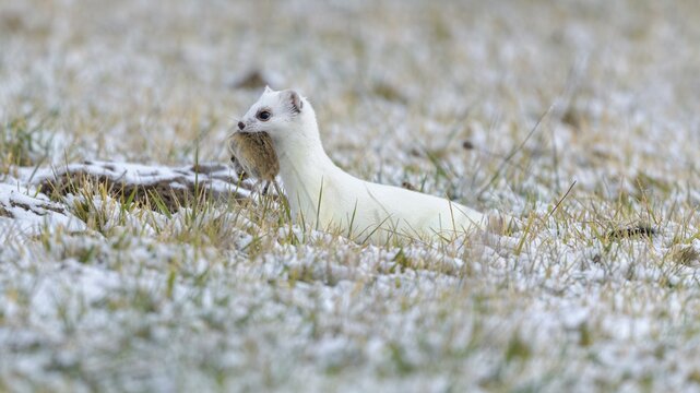 Stoat (Mustela erminea), in winter fur on a snow-covered meadow with field mouse (Microtus arvalis) in the catch, Swabian Alb biosphere reserve, Baden-W&uuml;rttemberg, Germany
