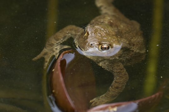 Common toad (Bufo bufo) adult amphibian on the water surface of a pond in spring, England, United Kingdom