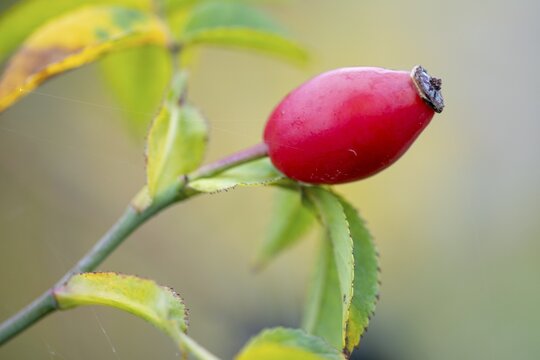 Rose hip, dog rose (Rosa canina), Feldberg Lake District, Mecklenburg-Western Pomerania, Germany