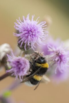 Apidae, bees, bombus lucorum, hymenoptera, light-colored bumblebee, hymenoptera, high size, portrait format, bumblebee, insects, white-tailed bumblebee