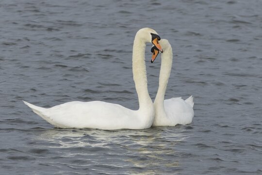 Mute swan (Cygnus olor) two adult birds performing their courtship love display on the water of a lake, England, United Kingdom